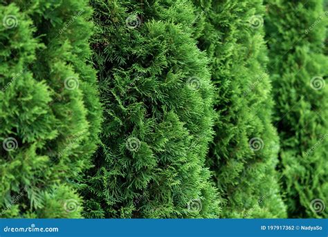Green Thuja Hedge Thuja Occidentalis Stock Photo Image Of Depth