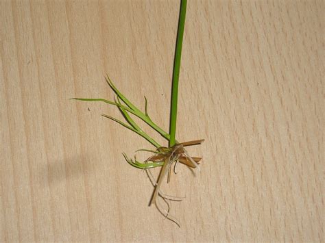 Diese grasartige pflanze hat einen buschigen diese ausführungen können dann beispielsweise über setzlinge vermehrt werden. Zyperngras durch Stecklinge & Ableger vermehren » Majas ...