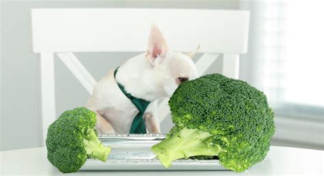 Can Dogs Eat Broccoli Blowing Ideas