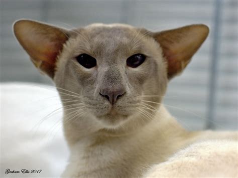 Seal Point Siamese And Oriental Pictures 2017