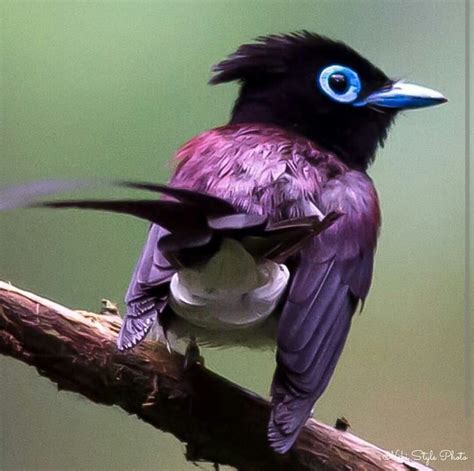 Japanese Paradise Flycatcher I Like Birds Pretty Birds Beautiful