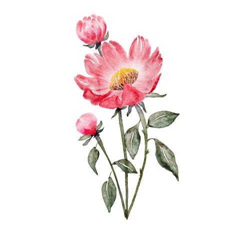 Watercolour Red Peony Flower Clipart Illustration Watercolorart