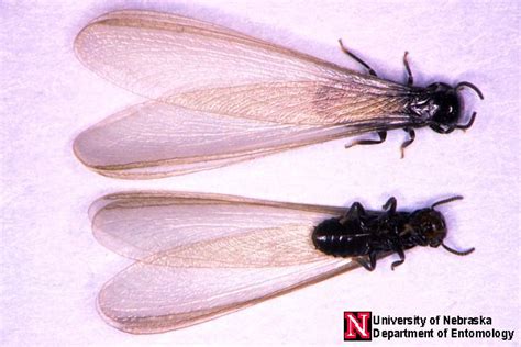Subterranean Termites Department Of Entomology University Of
