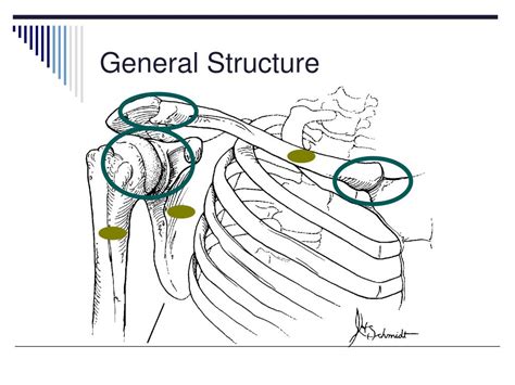 Ppt The Shoulder Complex Powerpoint Presentation Free Download Id