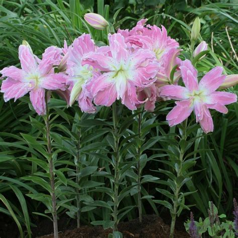 Buy Lotus Lily Bulb Lilium Lotus Elegance £399 Delivery By Crocus