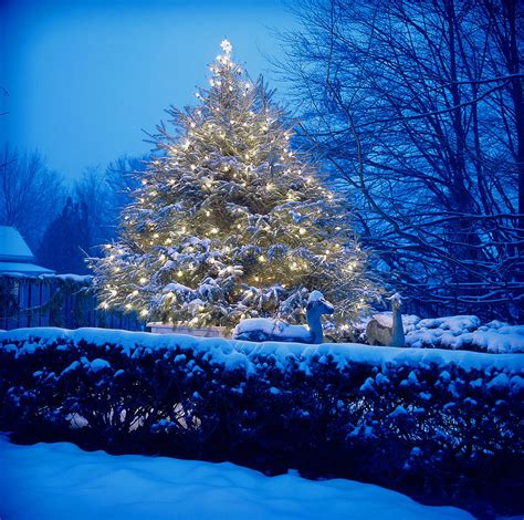 Snow Covered Christmas Tree With Lights By Richard Felber