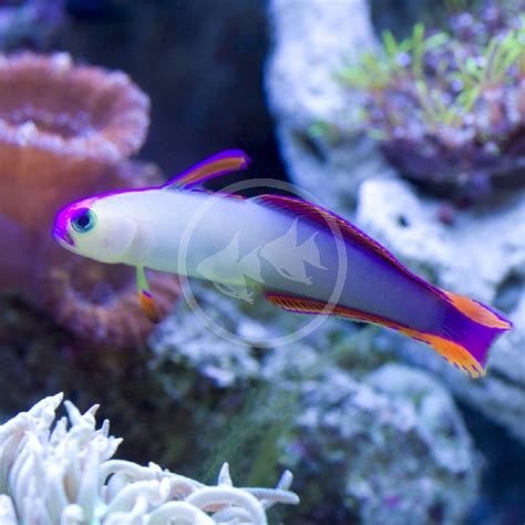 Goby Firefish Purple Nemateleotris Decora Aquatics Unlimited
