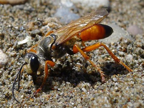 Great Golden Digger Wasp Picture And Information