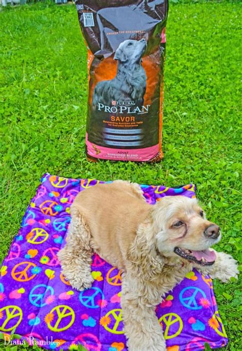 2 pack cardboard cat scratcher. DIY Dog Cooling Mat Tutorial - Keep Your Dog Cooled Off in ...
