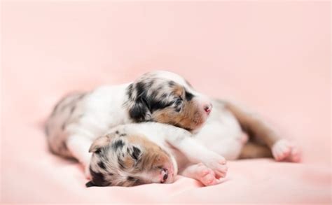 Puppies Sleeping Dog Baby Animals Animals Wallpapers Hd Desktop And Mobile Backgrounds