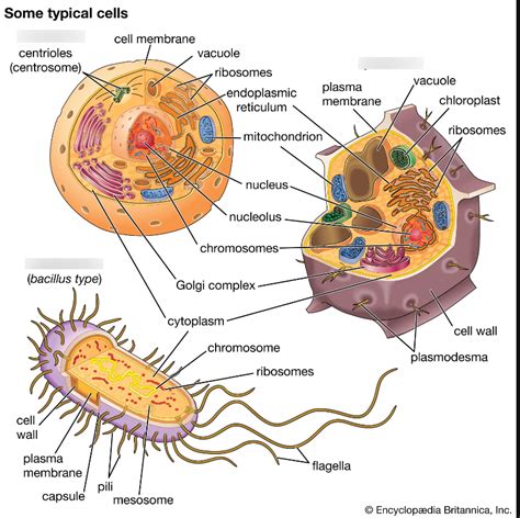 Cell Organelle Structures Diagram Quizlet