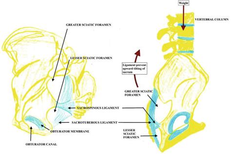 Surgical Anatomy Of Acetabulum And Biomechanics Intechopen