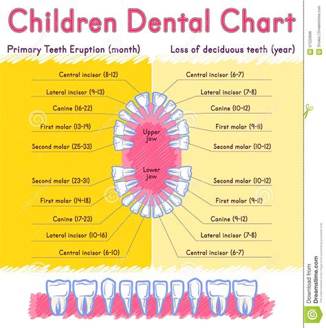 Children Teeth Anatomy Vector Illustration 67533686