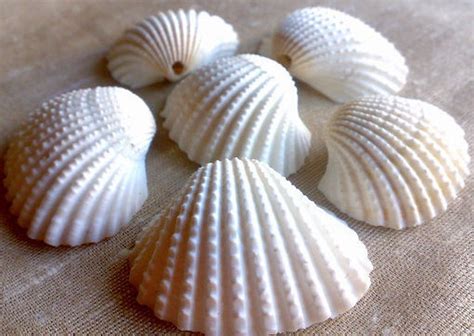 Scallop Clam Shell