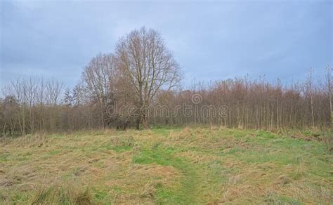 Meadow And Bare Winter Forest In The Flemish Countryside Stock Image