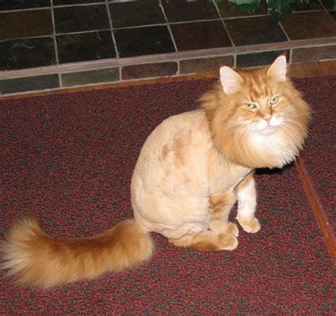 The Cutest Half Shaved Cats On The Internet Viraluck Shaved