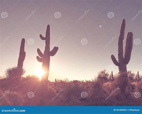 Arizona Desert Sunrise Saguaro Cactus Tree Stock Photo Image Of