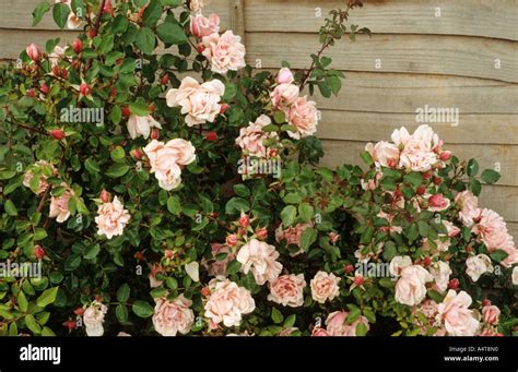 Rosa Albertine Climbing Rose Fence Roses Stock Photo Alamy