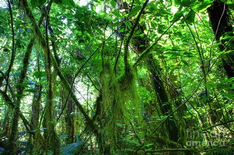 Green Rain Forest Photograph By Fabian Roessler