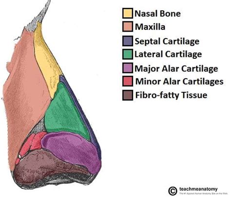 External Nose Anatomy Ppt Anatomy Structure