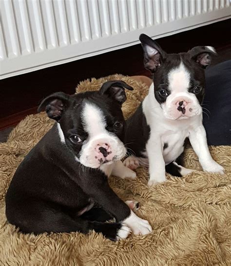 55 Boston Terrier Puppies For Sale Or Free Picture Bleumoonproductions