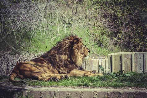Leão Panthera Leo Majestoso Mamífero Cena Da Vida Selvagem Foto