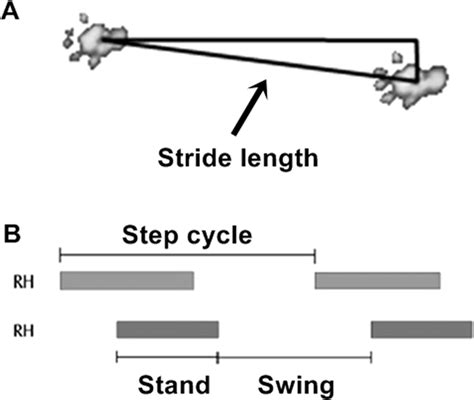 Stride Length And Step Cycle A Representative Scheme Of Stride