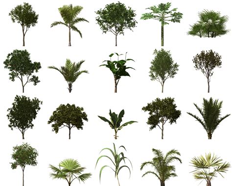 3d Tropical Trees Plants Xfrogplants Model