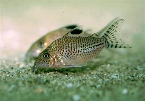 Corydoras Leopardus