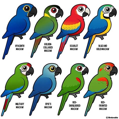 Pin By Lisset On Birds Cute Animal Drawings Parrots Art Pet Birds