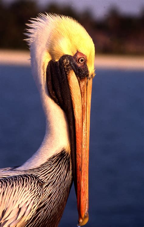 Florida Pelican Jim Lipschutz Photography