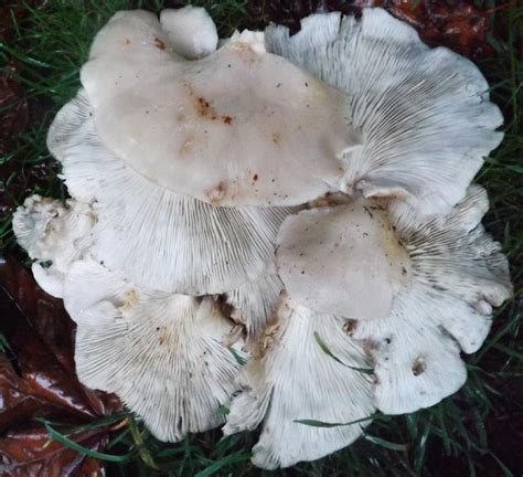 Oyster Mushrooms Mushroom Hunting And