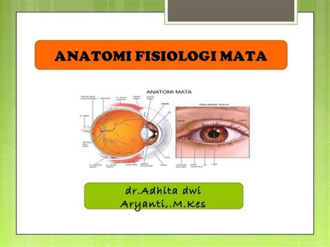 Buku Ilmu Penyakit Mata Ui Pdf - Terkait Ilmu