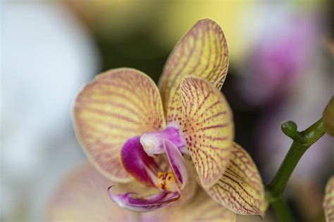 Close Up Beautiful Purple Phalaenopsis Orchids Or Moth Orchid