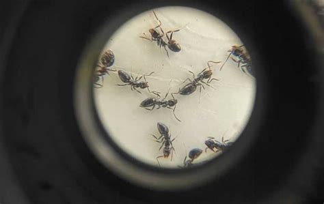 White Footed Ant Identification In Florida Native Pest Management