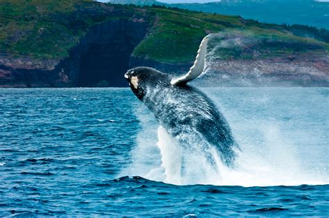 Your Guide To Whale Watching In Canada Discover The World