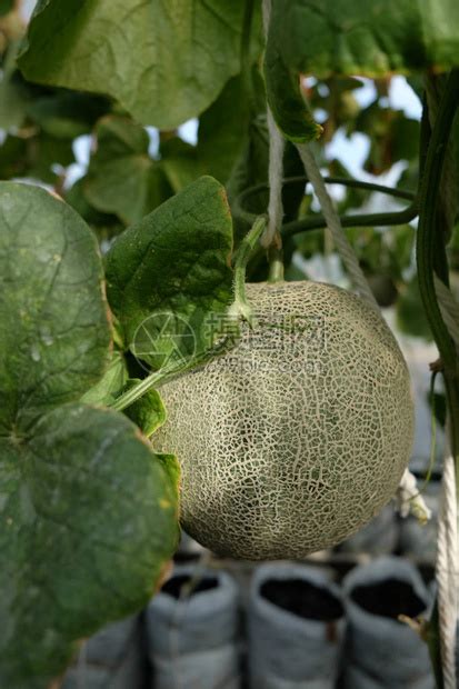 日本甜瓜或青瓜或甘蓝瓜植物的幼苗在温室农场生长高清图片下载 正版图片506258308 摄图网