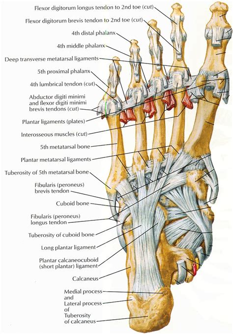For examples and a much more thorough explanation, take a look at the two wikipedia pages ligaments and tendons of foot netter | Human body anatomy ...
