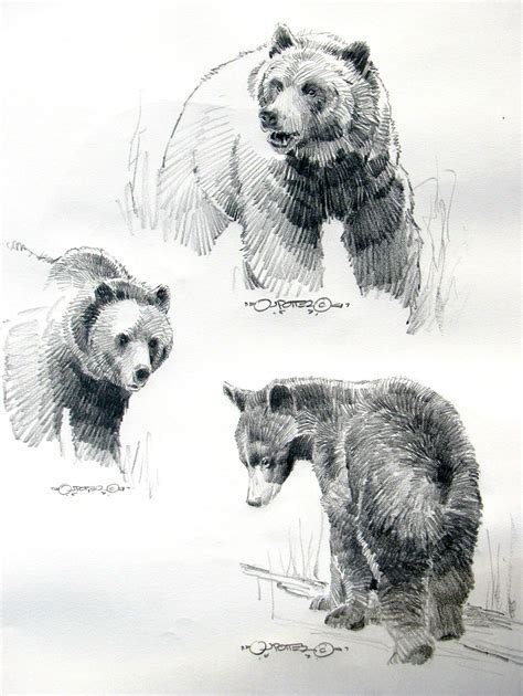 Grizzly Bear Head Drawing 13 Images Result Koltelo