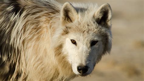 Nature Season 36 Arctic Wolf Pack Press Release Pressroom
