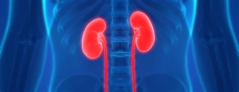 Are The Kidneys Located Inside Of The Rib Cage Renal System