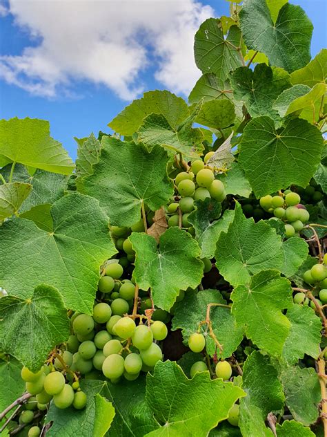 Growing Grapes Free Stock Photo Public Domain Pictures