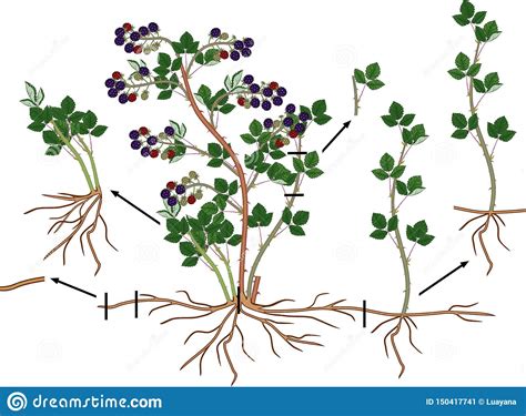 Blackberry Vegetative Reproduction Scheme. Blackberry Shrub With Ripe Berries, Root System And ...