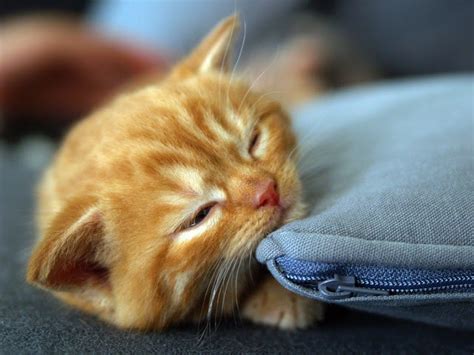 Super Cute Ginger Tabby Love Meow