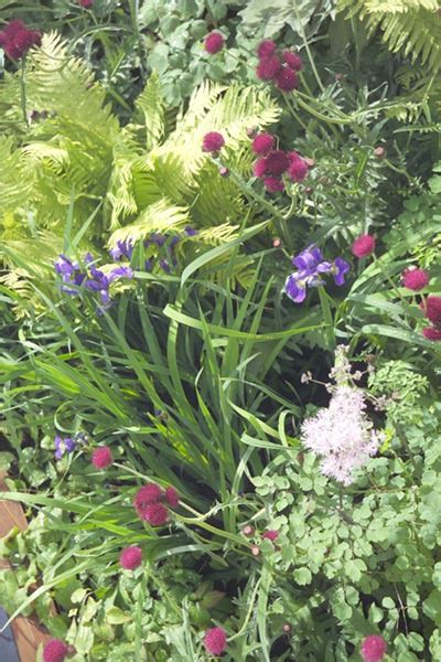 69 ockendon road, london n1 3nl. Julie Zeldin Landscape and Garden Design