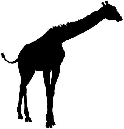 free giraffe head silhouette download free giraffe head silhouette png images free cliparts on