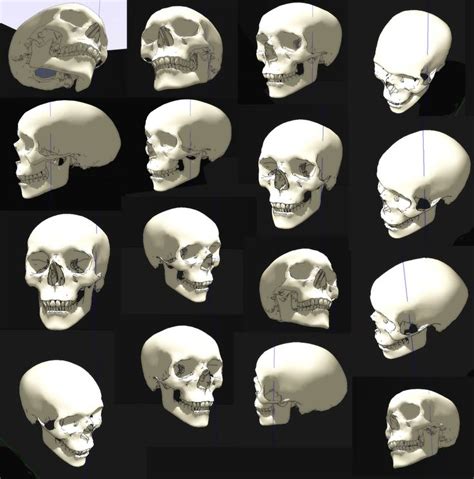 Skull Angles Skull Reference Human Figure Drawing Skulls Drawing