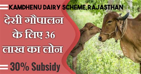 Saher Milky Land कामधेनु डेयरी योजनाराजस्थान Kamdhenu Dairy Scheme