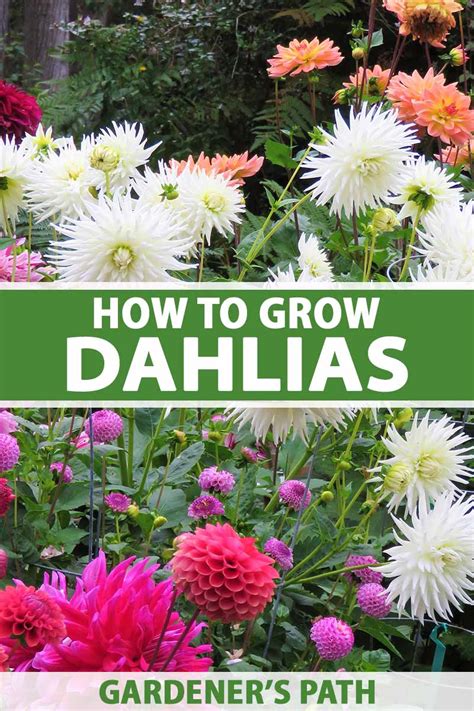 How To Grow Dahlias In The Garden Gardeners Path