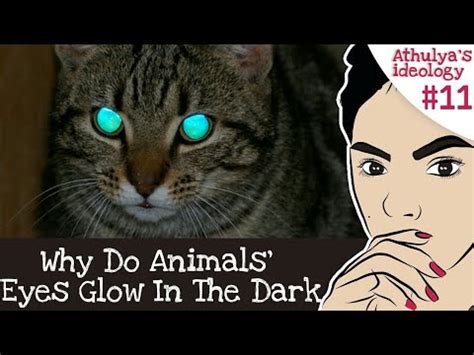 Ever Wondered | Why do Animals' Eyes Glow in the Dark | Most Brillant